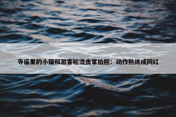 寺庙里的小猫和游客轮流击掌拍照：动作熟练成网红